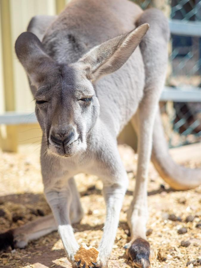 Wallaroo Holiday Park Exterior foto